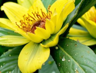 Агротекстили в сельском хозяйстве: эволюция, технологии и экологические аспекты