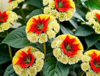 Амарант: Древняя пища для современного здоровья и кулинарного разнообразия