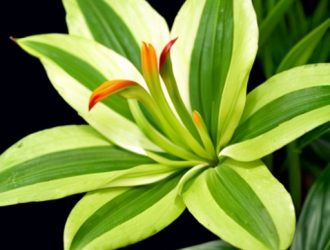 Амазонская лилия: секреты ухода за экзотическим растением для цветоводов
