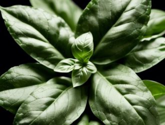 Аромат базилика: от истории до кулинарии и ароматерапии