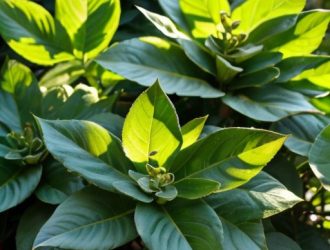 Аромат самшита вечнозеленого: от ботаники до воздействия на настроение человека