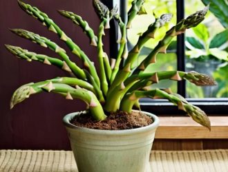 Аспарагус: стоит ли стричь для здоровья и красоты?