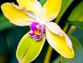 Банановая кожура для орхидей: натуральное удобрение для здоровья ваших растений