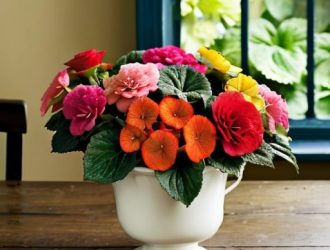 Бегония: Удивительное Комнатное Растение с Историей и Пользой для Здоровья