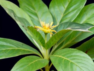 Белокрылка на комнатных растениях: угроза для домашней экосистемы и способы борьбы с ней