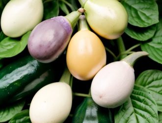 Белые баклажаны: Уникальные особенности, советы по выращиванию и отзывы садоводов