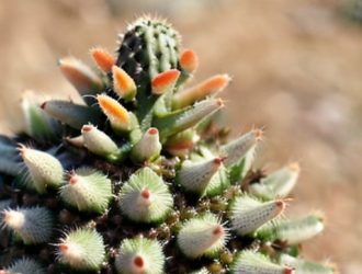 Белые точки на кактусе: Причины, вредители и эффективные методы борьбы