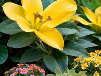 Бульденеж: Полное Руководство по Посадке, Уходу и Размножению этого Удивительного Растения