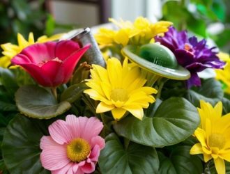 Чайный гриб: натуральный эликсир для здоровья растений и вашего дома