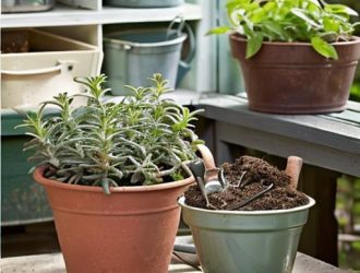 Черенкование розмарина: Как успешно размножить ароматное растение в вашем саду