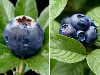 Черника и голубика: В чем разница и как выбрать лучшее для вашего сада?