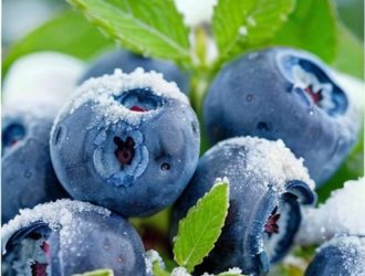 Черника в Норвегии: от весеннего созревания до зимних подготовок