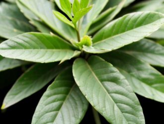 Чернокорень: Уникальное Растение для Вашего Сада и Ландшафта