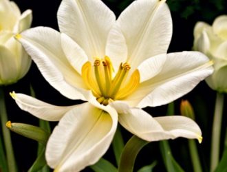 Черные тюльпаны: Символ тайны и красоты в садоводстве и культуре