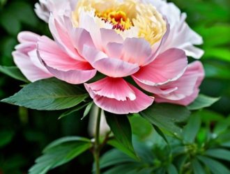 Дикие пионы: Красота природы и их значение в культуре и экосистемах