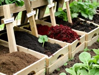 Эффективная подкормка редиски: секреты получения богатого урожая