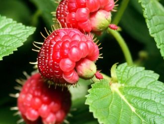 Эффективная защита малины: как бороться с жукоедами и сохранить урожай