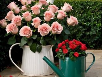 Эффективное удобрение роз: как аммиачная селитра помогает цветам расти и цвести