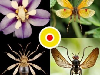 Эффективные стратегии борьбы с насекомыми: от инсектицидов до экологически чистых решений