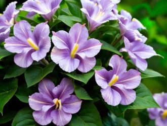 Эффективные стратегии контроля поросли сирени: от профилактики до народных методов