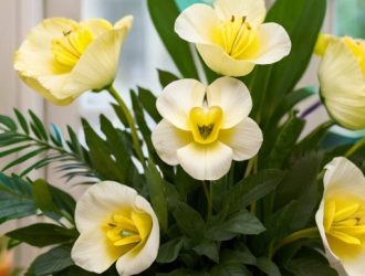 Эустома: Как Правильно Удобрять Для Пышного Цветения