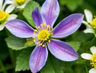 Фацелия для кроликов: полезный корм или потенциальный риск?