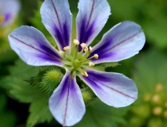 Фацелия в рационе животных: полезные свойства и риски для здоровья