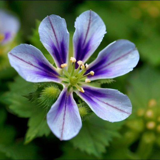 Цветущее поле фацелии с яркими синими и пурпурными цветами на фоне ясного неба и пасторальным пейзажем.