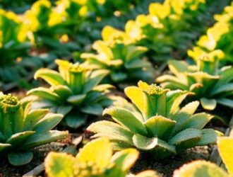 Гербицид Грейдер: Полное руководство по эффективному применению в сельском хозяйстве