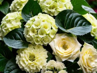 Гортензии: Комнатные и Садовые — Чем Они Отличаются и Как Выбрать Правильное Растение?