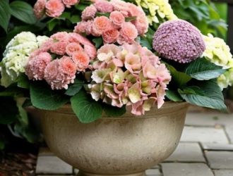 Гортензии: Садовые и комнатные виды, их особенности и секреты успешного выращивания
