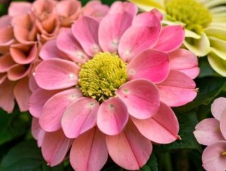 Гортензия в горшке: Как выбрать идеальный грунт для пышного цветения