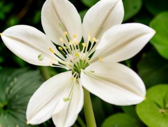 Гусиный лук: удивительное растение с богатой историей и экологическим значением