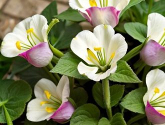 Идеальные соседи для эустомы: как создать гармонию в вашем саду