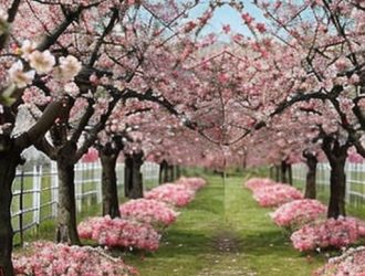 Искусственное опыление черешни: как увеличить урожайность и улучшить качество плодов?