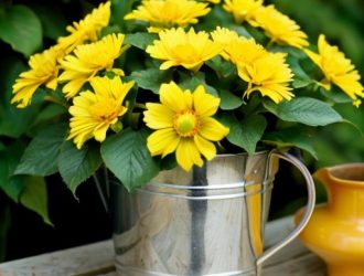 Искусство формирования бальзамина: секреты здоровья и красоты вашего растения