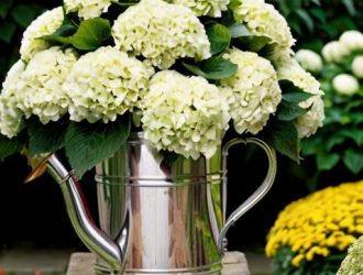 Искусство обрезки гортензии метельчатой: секреты ухода для яркого цветения и здоровья куста