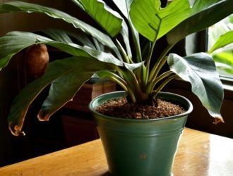 Искусство полива: как правильно ухаживать за финиковой пальмой в домашних условиях