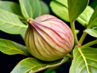 Искусство раскрытия инжира: секреты успешного роста и урожайности