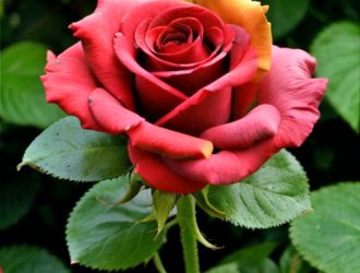 Искусство сочетания цветов: как создать идеальный розарий в вашем саду