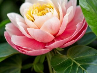 Исследуем корневую систему древовидного пиона: ключ к успешному выращиванию и уходу