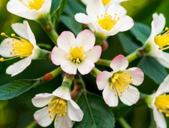 Как добиться богатого урожая: секреты опыления кизила