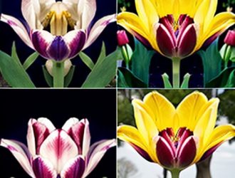 Как эффективно размножать тюльпаны: секреты успешного цветения