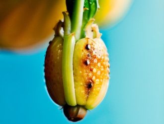 Как избежать мух горбаток в бананах: советы по защите качества и здоровья