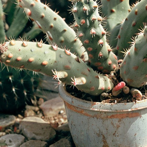 Треснувший кактус с признаками стресса, окружённый садовыми инструментами, в уютной обстановке.