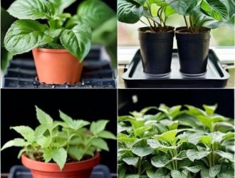 Как отличить острый и сладкий перец на стадии рассады: полезные советы для садоводов