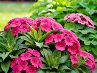 Как правильно черенковать вербену: пошаговое руководство для садоводов