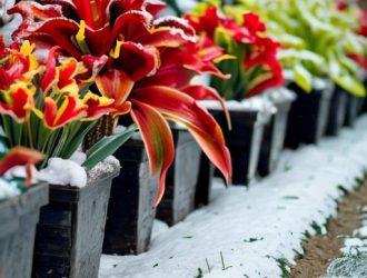 Как правильно хранить и высаживать канны: советы по уходу и преодолению трудностей