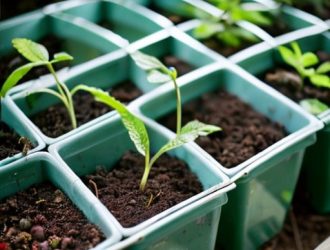 Как правильно хранить саженцы голубики до весенней посадки: советы и рекомендации для успешного роста