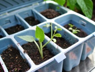 Как правильно хранить саженцы голубики: советы и рекомендации для успешного роста